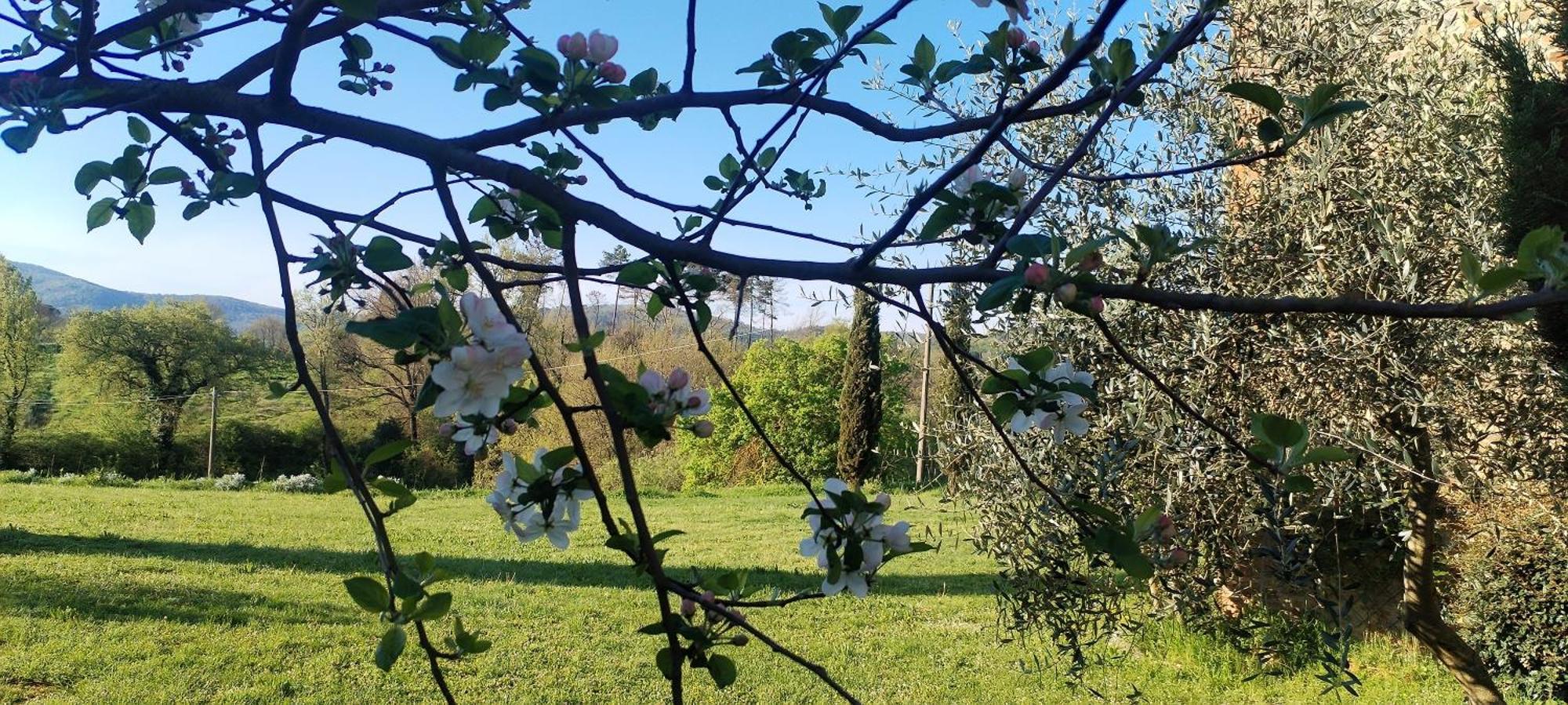 I Salici Agriturismo Badia Agnano Екстериор снимка